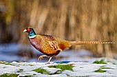 Male pheasant