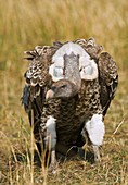 Ruppell's vulture