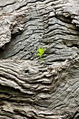 Seedling growing on a tree