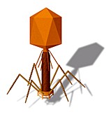 T4 bacteriophage,artwork