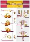 Gene splicing,diagram