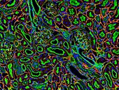 Kidney cells,light micrograph