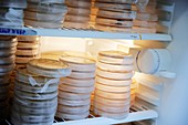 Cold storage of bacteria cultures