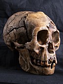 Homo floresiensis skull