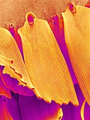 Butterfly wing scales,SEM