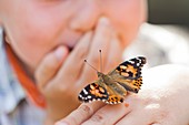 Painted Lady Butterfly on kids hand