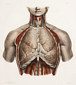 Chest anatomy,19th Century illustration