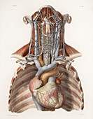 Circulatory system,historical artwork