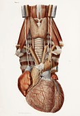 Heart and neck,historical illustration