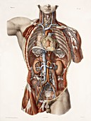 Cardiovascular system,historical artwork