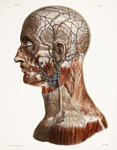 Head and neck anatomy,historical artwork