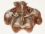 Vascular anatomy,historical artwork