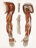 Arm anatomy,historical artwork