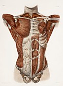 Human arteries,19th Century illustration