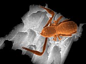 Cave pseudoscorpion,SEM