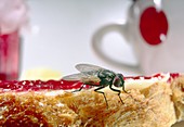 Common fly on jam