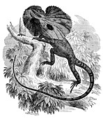 Frill-necked lizard,19th century