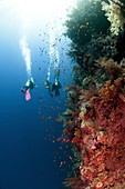 Coral Reef Red Sea,Ras Mohammed