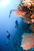 Coral Reef Red Sea,Ras Mohammed