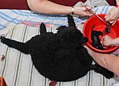 Female Poodle gives birth