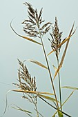 Common Reed (Phragmites australis)