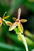 Orchid (Phalaenopsis cornu-cervi)