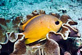 Yellow chromis on leather coral