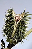 Thorn apple (Datura stramonium) seed pod