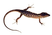 Spectacled lizard