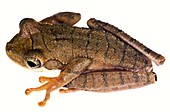 Slender-legged treefrog