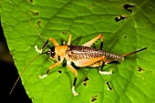 Female bush cricket
