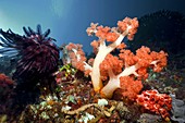 Soft coral on a reef