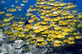 Yellow chromis on a reef