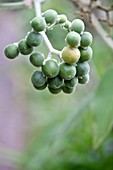 Solanum mauritianum