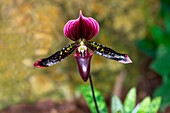 Orchid (Paphiopedilum 'Makuli')