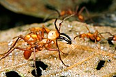Army ants