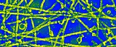 Microtubules,SEM
