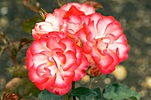 Rose (Rosa 'Hannah Gordon')