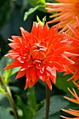 Dahlia 'Banker'