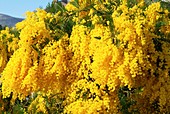 Acacia dealbata