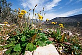 Crepis sancta