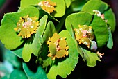 Spurge (Euphorbia myrsinites)
