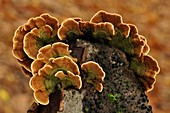 Many-coloured polypore fungi