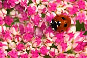Seven-spot ladybird on sedum flowers