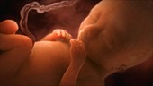 Human foetus in the womb,artwork