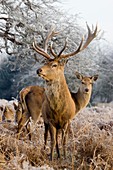 Red deer amongst frost-covered ferns