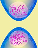 Products of meiosis and mitosis,artwork