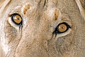 African lion's eyes
