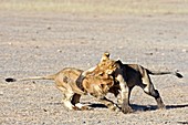 African lion juveniles play-fighting