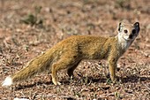 Yellow mongoose